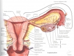 Uter – Configuratia interna a uterului