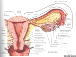 Anatomia trompelor uterine