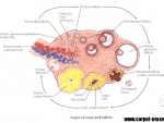 Fertilitate si ovulatie – ovar – functiile ovarului – ovogeneza