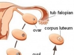 Ovar – fiziologia ovarului