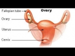 Ovar – functiile ovarului – steroidogeneza – estrogenii