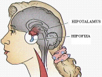 Hipotalamus si nucleii hipotalamici