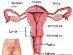 Ovarul – forma, culoare, aspect, consistenta, numar si dimensiuni