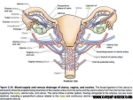 Trompe uterine – vascularizatia, limfaticele, inervatia si fiziologia