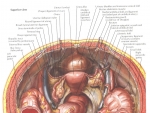 Trompele uterine