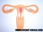 Uter – Fiziologia uterului