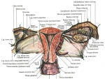 Uter – Mijloace de sustinere ale uterului