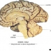Imagini creierul uman