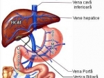 Ficatul – organ intern al corpului uman