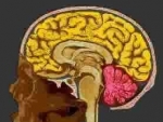 Diencefalul (creierul intermediar)