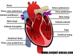 Inima – structura interna si structura externa