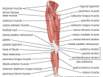 Muschii corpului uman – Imagini detaliate