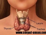Hipotiroidismul – afectiune a glandei tiroide
