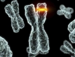 Despre cromozomi – tipuri si specificatii