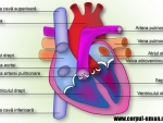 Imagini – Sistemul circulator