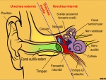 Anatomia corpului uman – Urechea