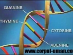 Identitatea moleculara a persoanei – ADN-ul
