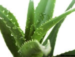 Aloe Vera, planta miraculoasa