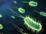 Bacteriile si corpul uman