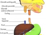 Glandele sistemului digestiv