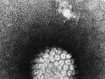 HPV, virusul care ucide barbatii fumatori