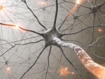 Cum iti poti ajuta organismul sa regenereze neuronii