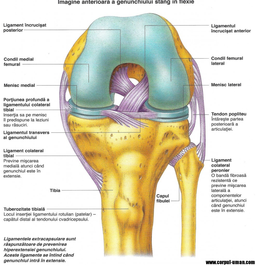 Медиальные мыщелки. Связочный аппарат коленного сустава анатомия. Связки коленного сустава анатомия воспаление. Анатомия внутренней боковой связки коленного сустава. Строение коленного сустава с мышцами и связками.