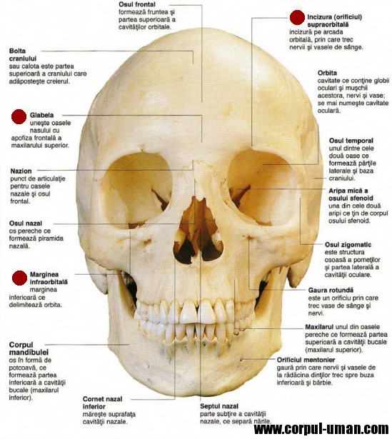 craniul