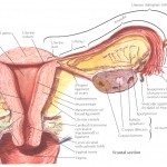 Anatomia trompelor uterine