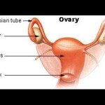 Functiile ovarului