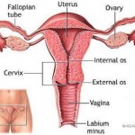Ovare