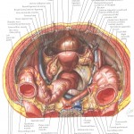 Trompele uterine