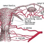 Vascularizatia ovarului