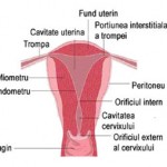 Endometrul