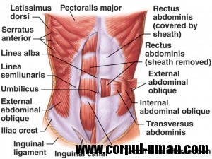 Muschii abdomenului