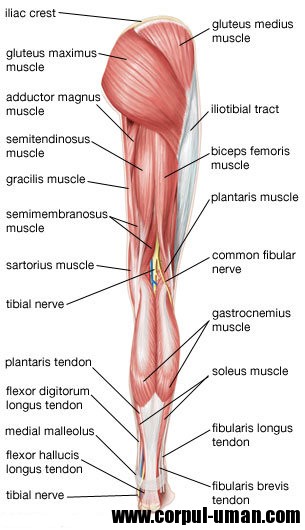 Muschii membrelor inferioare spate