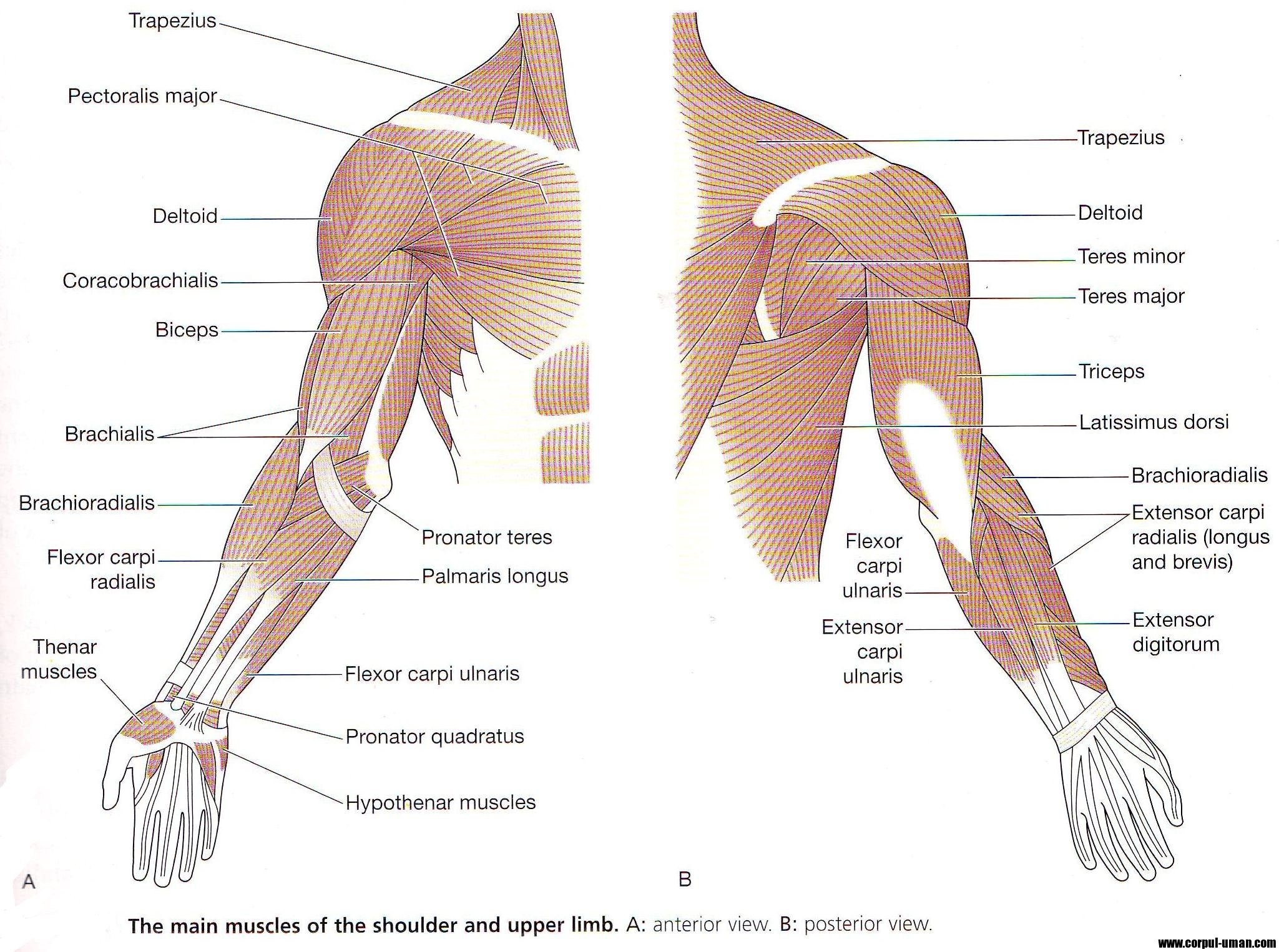 Внутренняя поверхность плеча. Плечо и предплечье у человека анатомия мышцы. Строение мышц руки и плеча человека. Строение мышц предплечья руки человека анатомия. Мышцы руки и плеча схема.