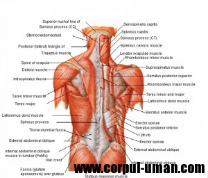 Muschii spatelui