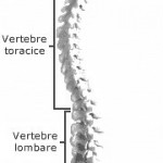 Scheletul corpului uman - Coloana vertebrala