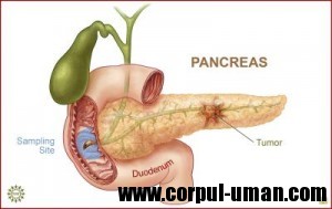 Cancer pancreatic