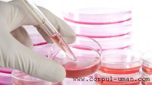 Descoperire celule stem