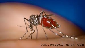 Vaccin contra malariei