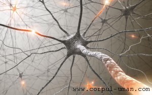 Regenerarea neuronilor